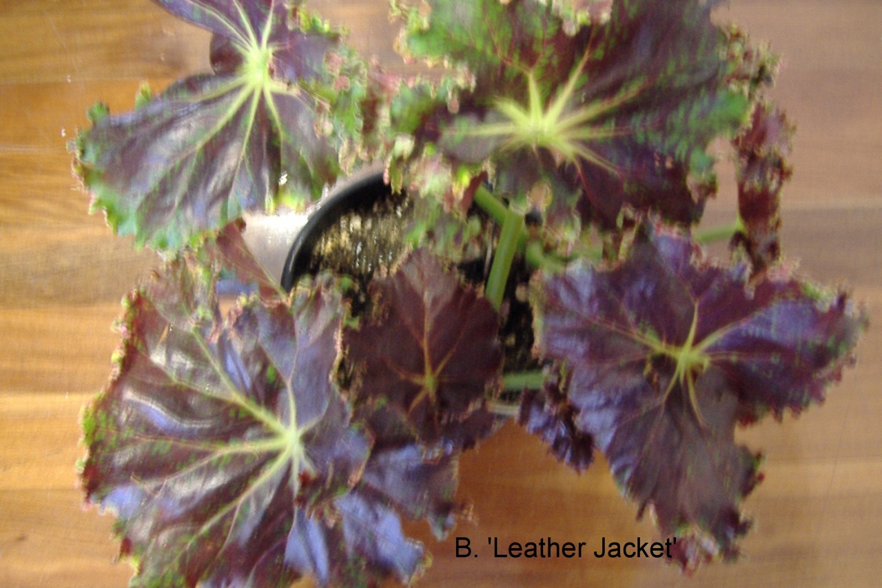 B. ‘Leather Jacket’
